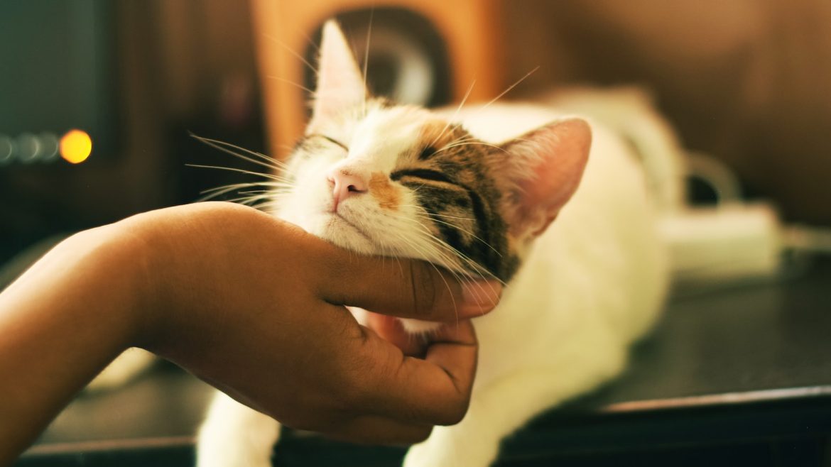 Easing Separation Anxiety in Cats: Strategies for a Calmer Kitty
