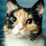Caring for Senior Cats: Tips for a Happy and Comfortable Old Age