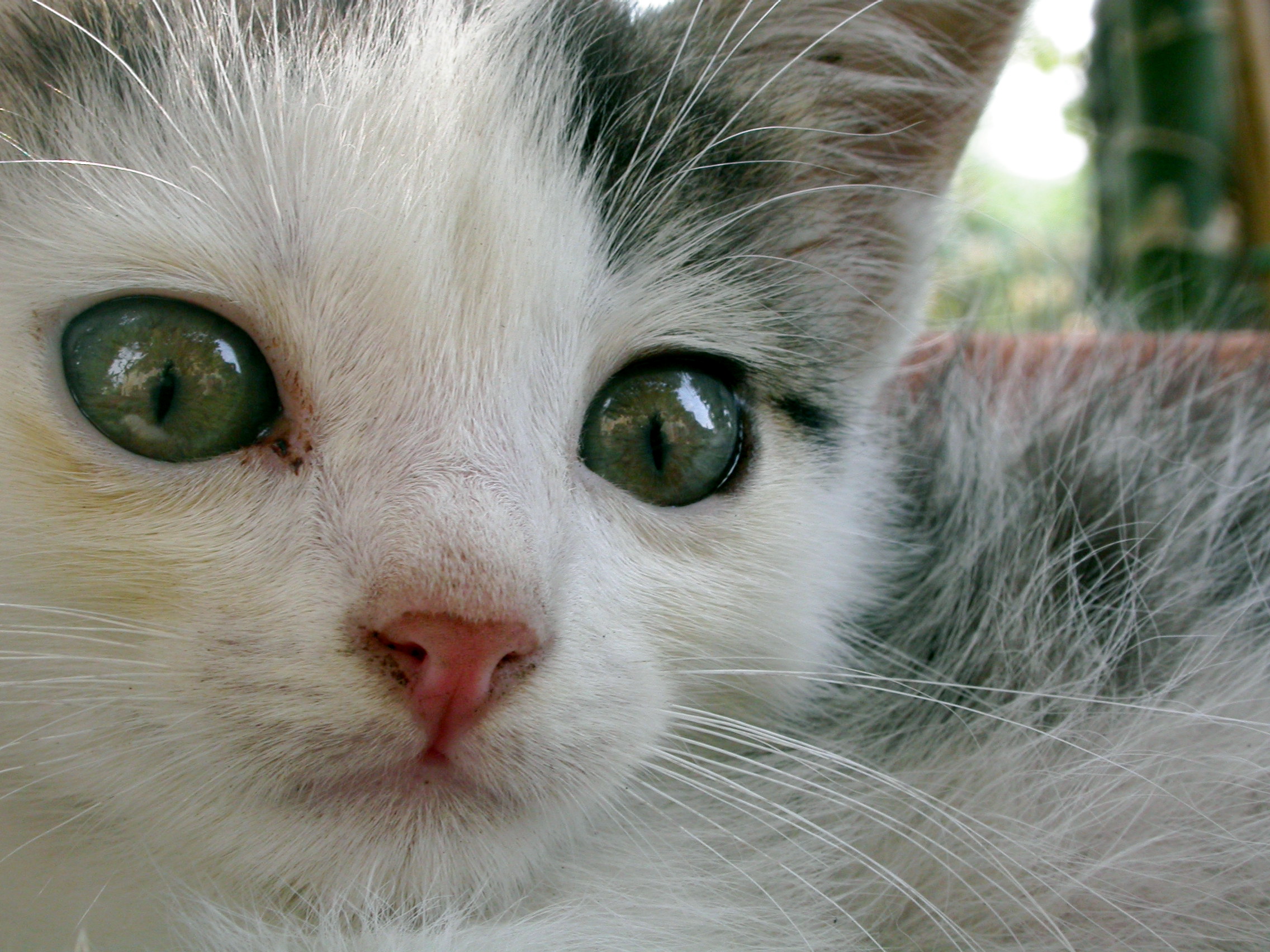 1. Understanding the Importance of Proper Litter Box Training for Cats