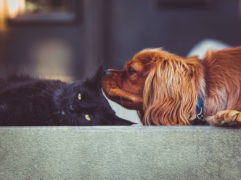 Unlocking the Power of Emotional Appeal: How Pets Connect with Consumers