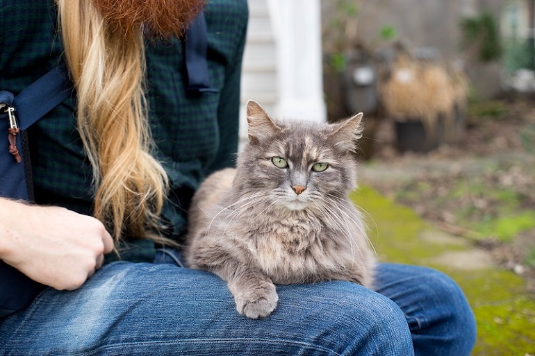 Pets as Companions: A Universal Source of Love and Comfort