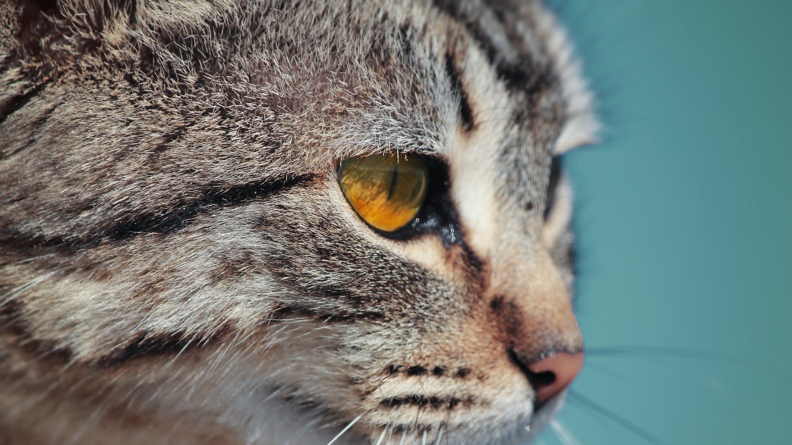 The Importance of Hygiene in Feline Care: Maintaining a Healthy Coat and Skin