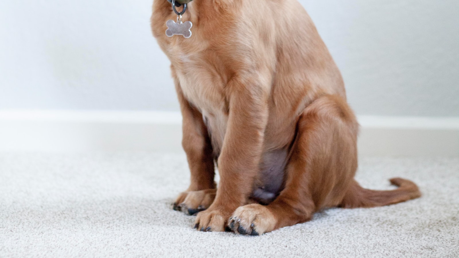 Nurturing a Healthy Coat: Essential Care and Grooming Routine for Dogs