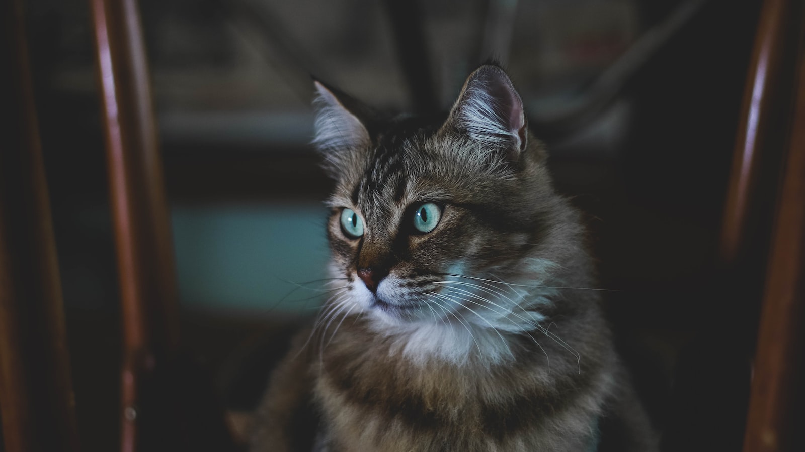 Understanding Feline Body Language: Unraveling the Secrets Behind Your Cat's Behaviors