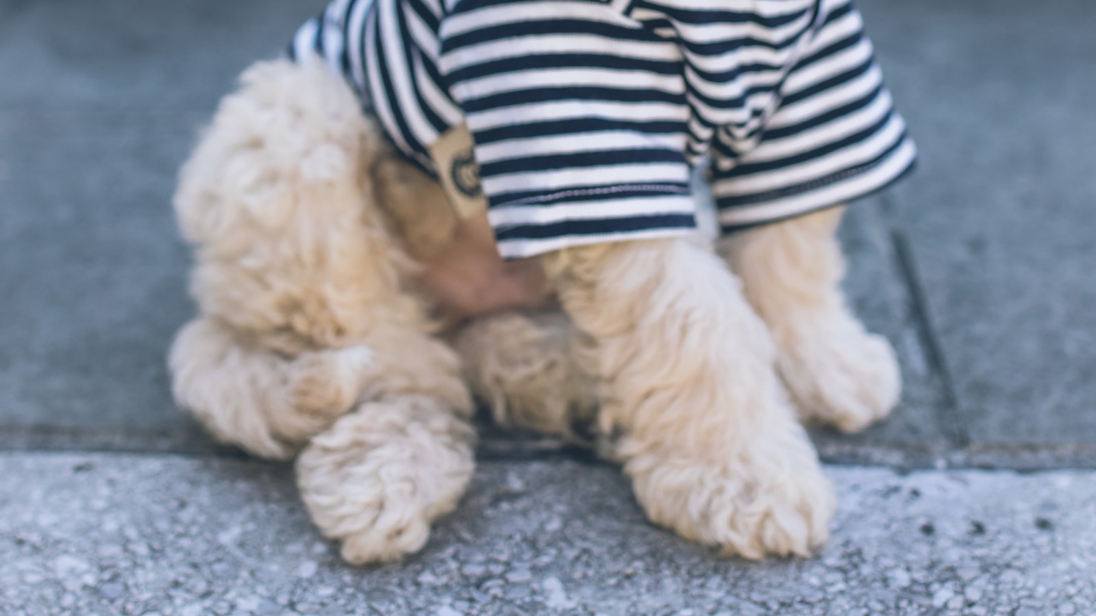 Understanding the Root Causes of Destructive Chewing in Puppies