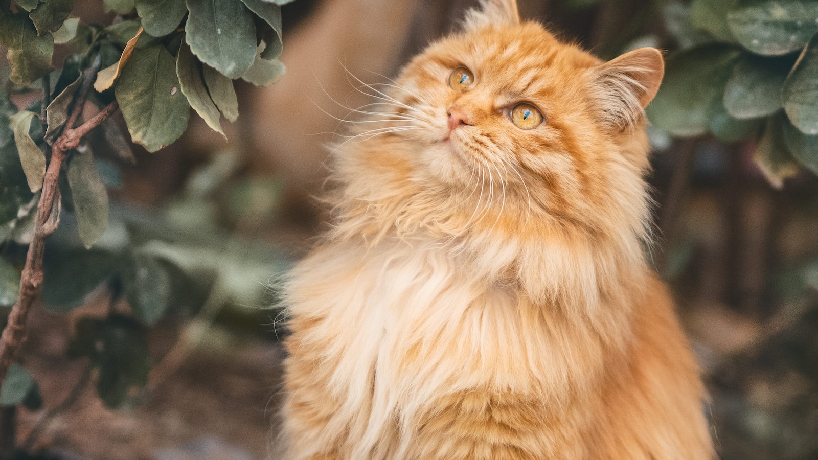 Effective Ways to Prevent Hairballs in Your Cat