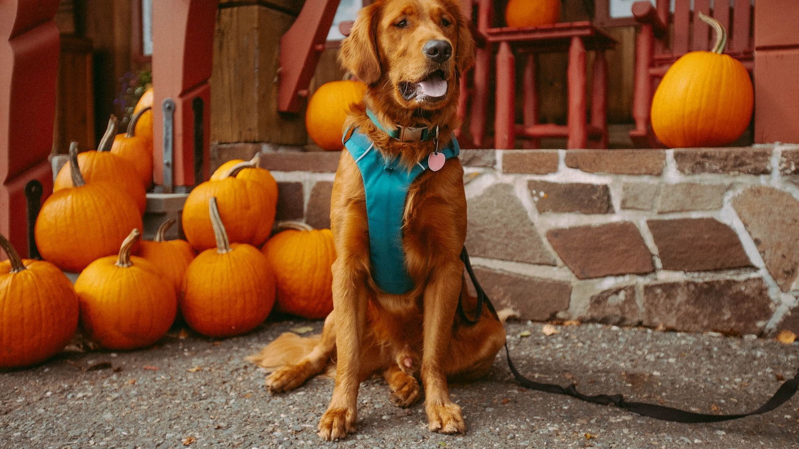 Building a Strong Foundation: Teaching Basic Commands for Improved Obedience and Trust