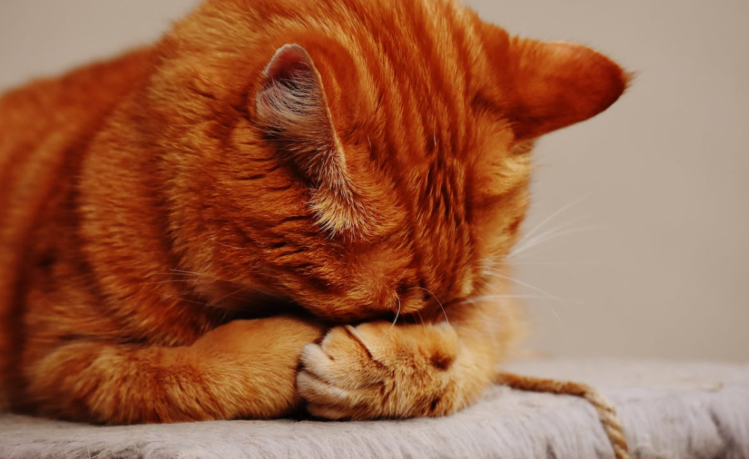 Preventing and Treating Hairballs in Cats: Keeping Your Feline Healthy