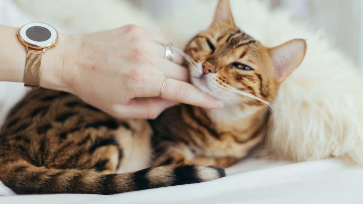 The Purr-fect Diet: Unraveling the Mysteries of Cat Nutrition
