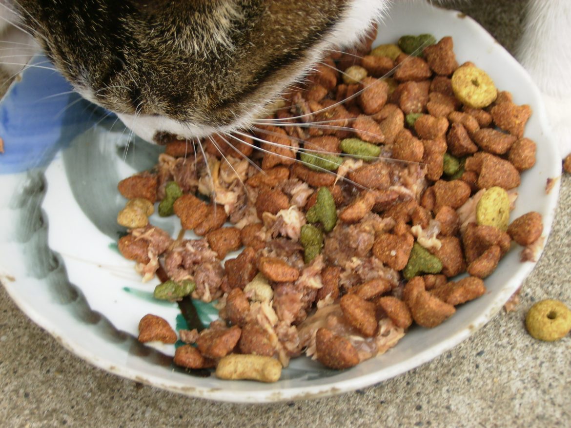 Homemade Treats and Meals: Wholesome Recipes for Your Cat