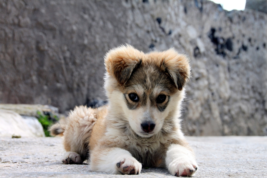 Puppy Love: Nurturing the Bond with Your New Dog