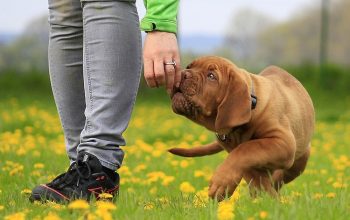 Dog Health Checkup: Understanding Routine Veterinary Visits