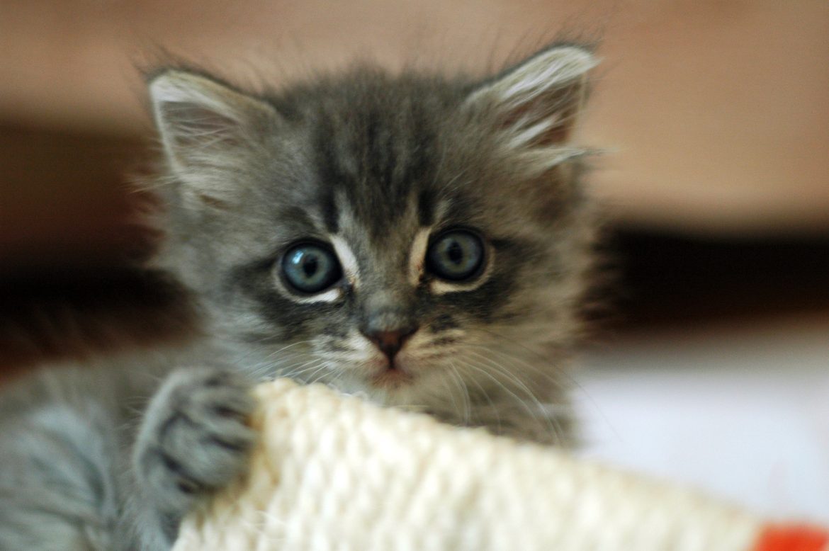 Kitten Care 101: A Guide to Raising Healthy and Happy Kittens