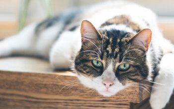 Cat-Proofing Your Home: Preventing Common Hazards