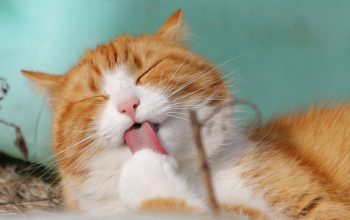 From Whiskers to Paws: Navigating Cat Grooming and Hygiene