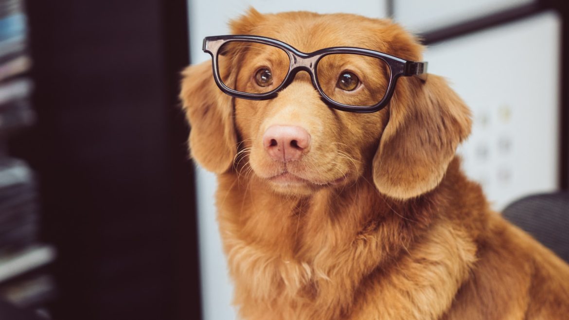 Pets in Advertising: How Fluffy Faces Sell Products