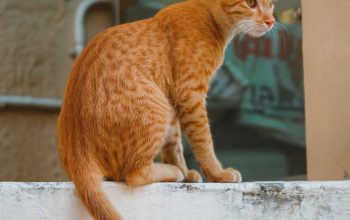 Teaching Your Cat to Use the Litter Box: Tips for a Clean Home