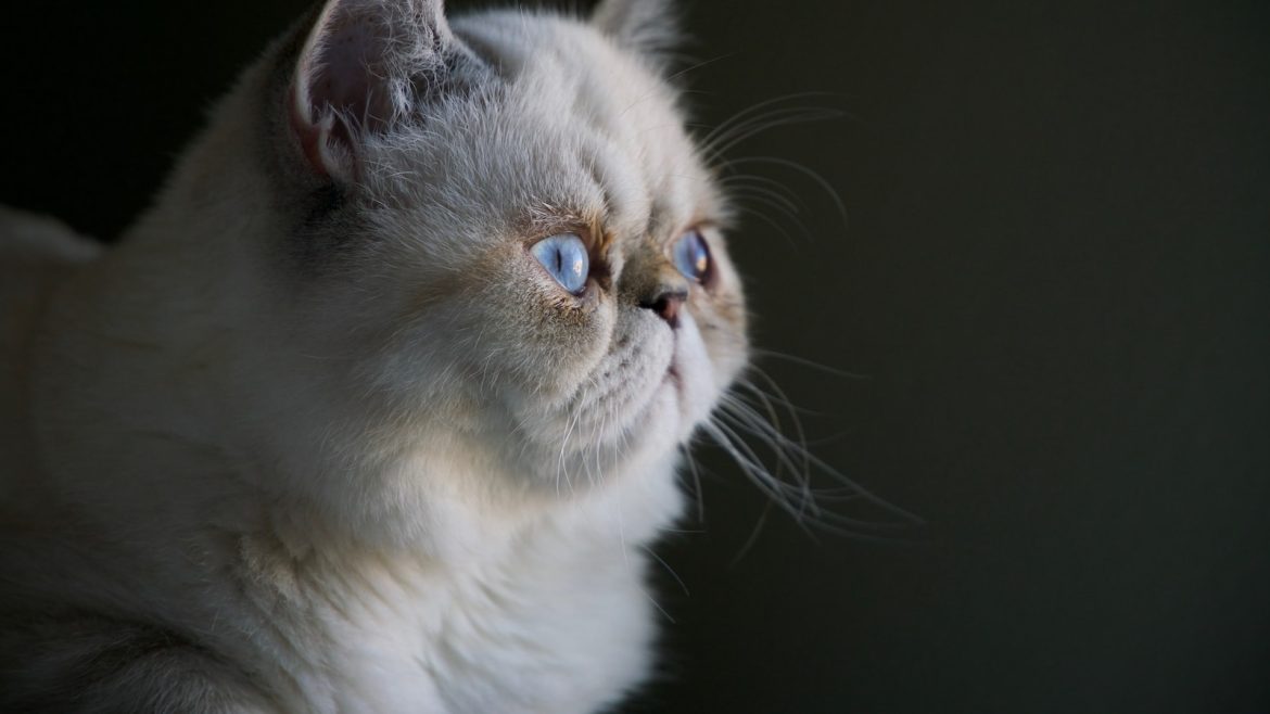 Decoding Feline Behavior: Insights into Your Cat’s Mind