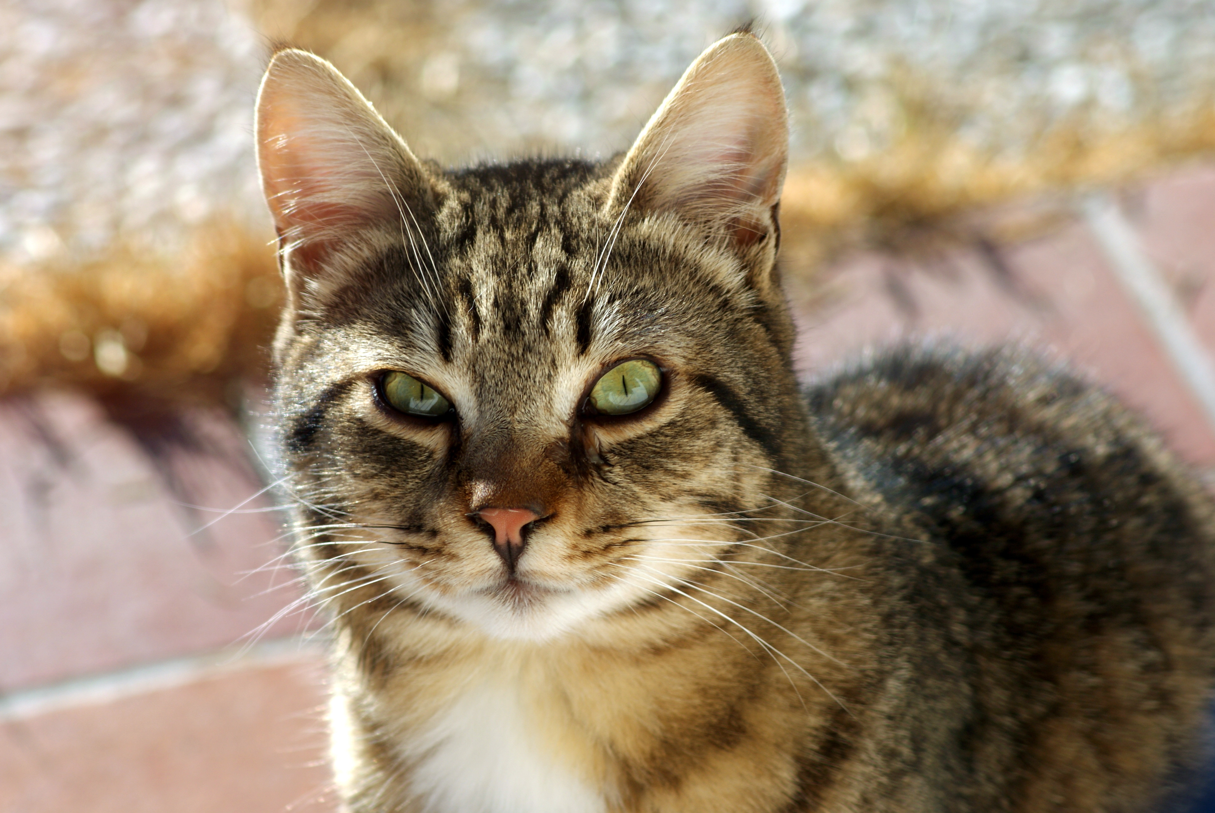 Cracking the Code of Aggression: Insights into Your Cat's Display of Hostility