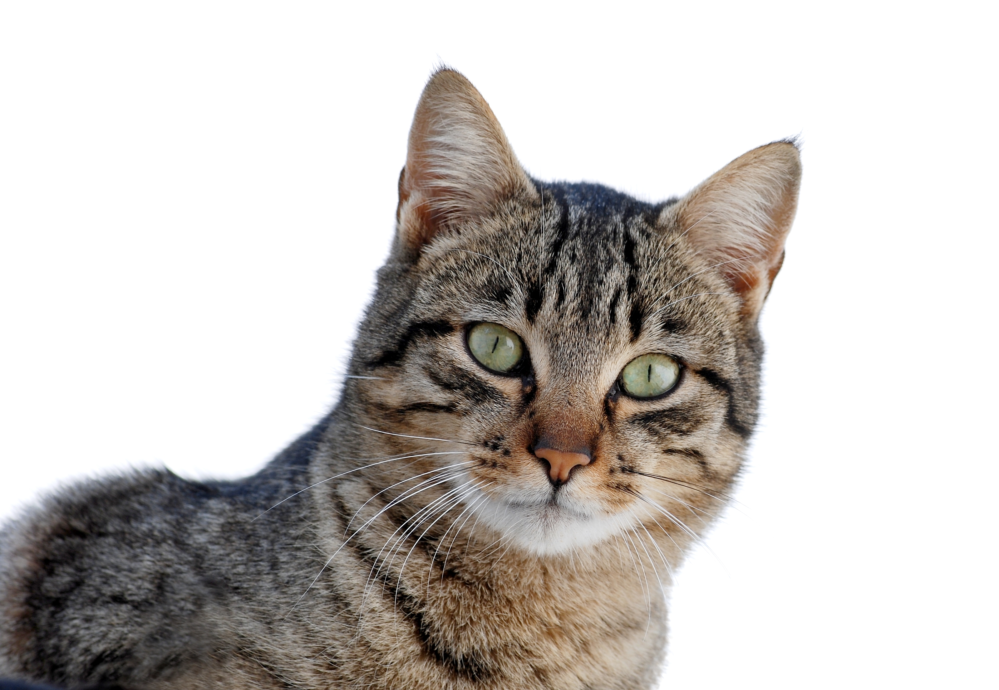 Dissecting Your Cat's Vocalizations: What Your Feline Friend is Trying to Communicate