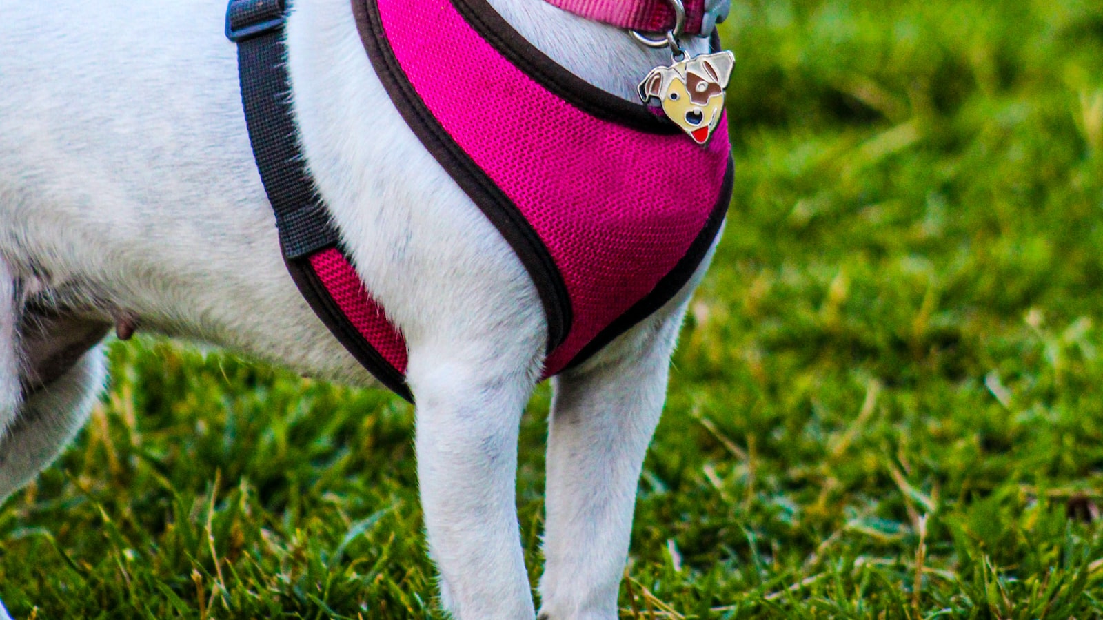 Practical Strategies for Managing and Minimizing Leash Reactivity