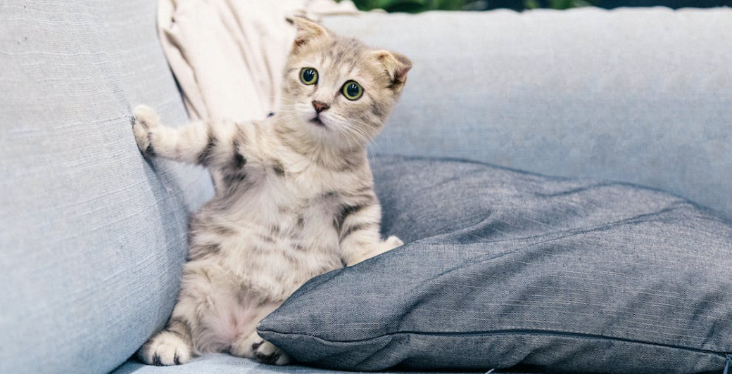 Cat Allergies Demystified: Strategies for Managing Sensitivities