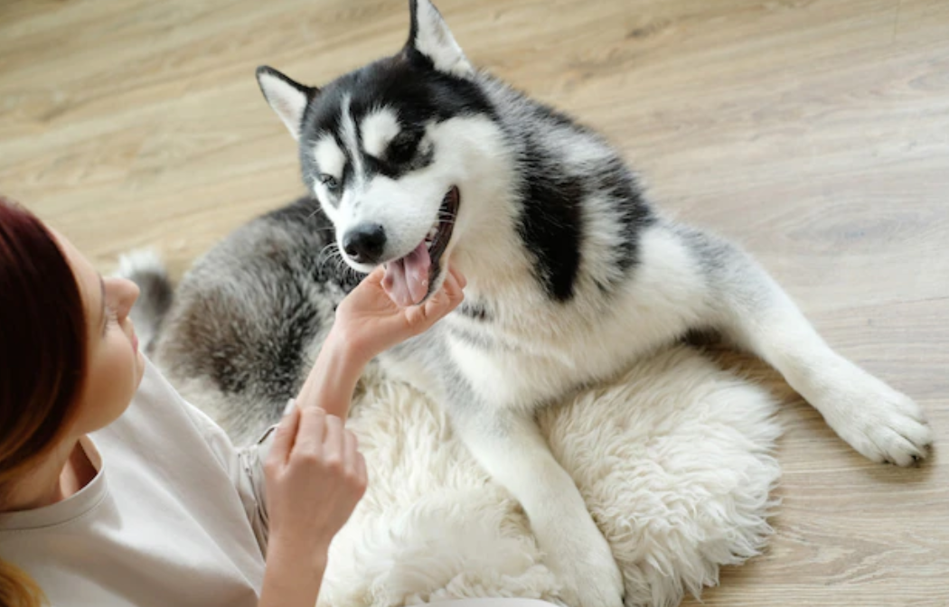 Safeguarding Your Pup: Tips for a Pet-Safe Home