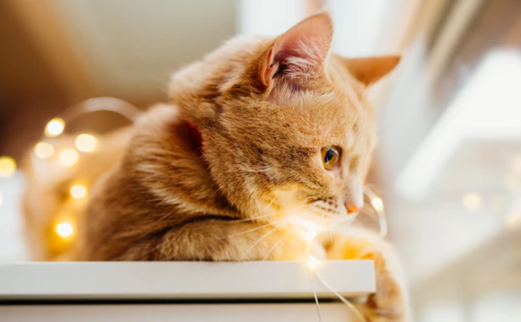 Safe and Sound: Creating a Cat-Friendly Home Environment
